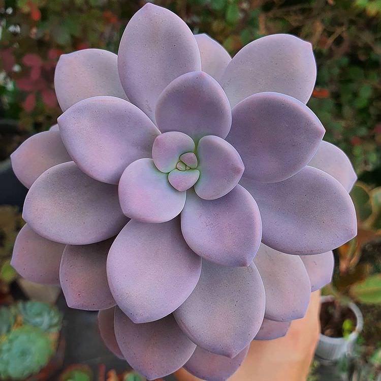 Graptopetalum murasaki
